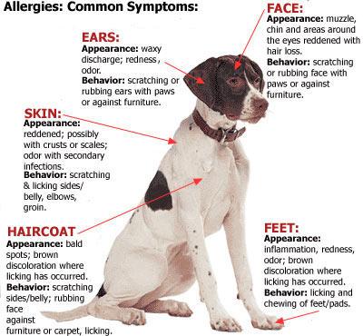 dog food skin allergies
