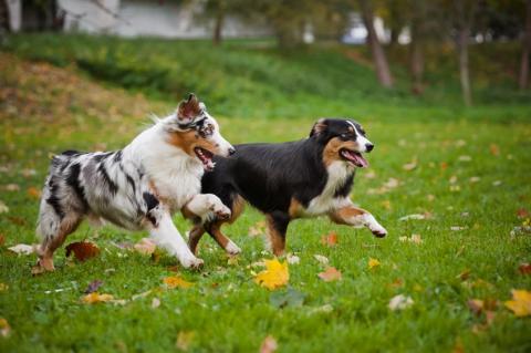 Two dogs playing in the park