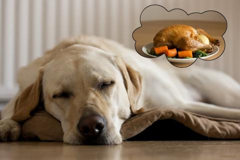 Dog dreaming of Thanksgiving turkey