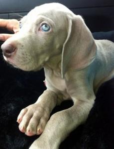 weim-pup2