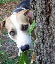 Dog peering out from behind a tree