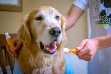 Golden retriever being fed a dental treat