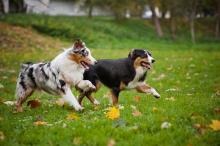 Two dogs playing in the park