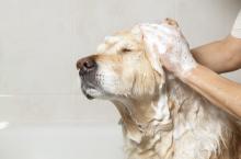 Dog getting a bath