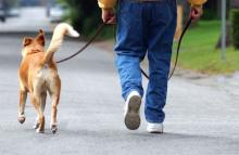 Dog walking on a leash